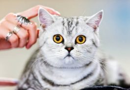 chat portrait caresse