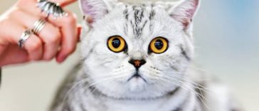 chat portrait caresse