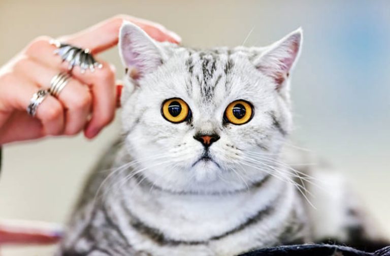 chat portrait caresse
