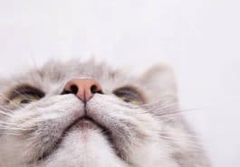 chat museau nez moustaches