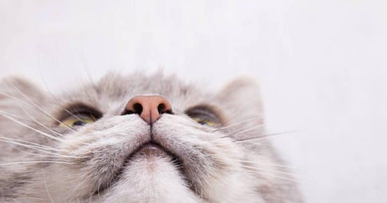 chat museau nez moustaches