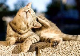chat gratte