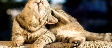 chat gratte