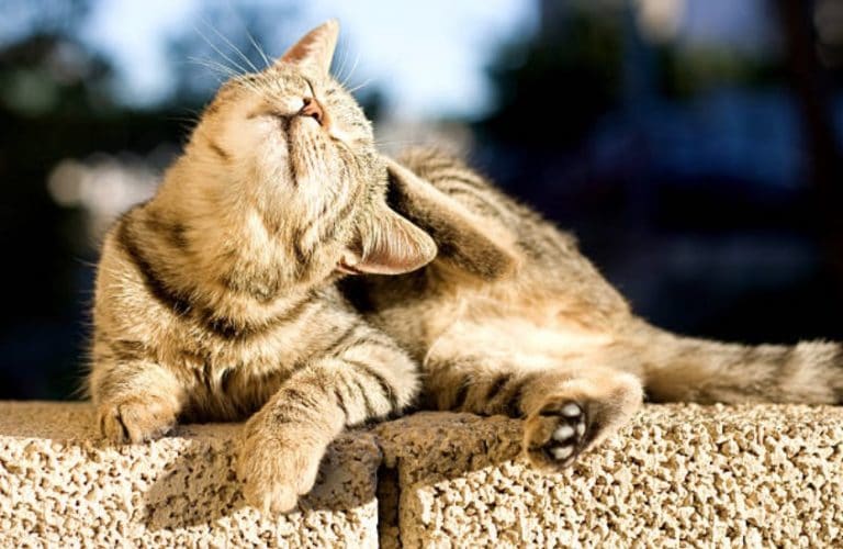 chat gratte