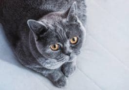 chat gris couché british shorthair