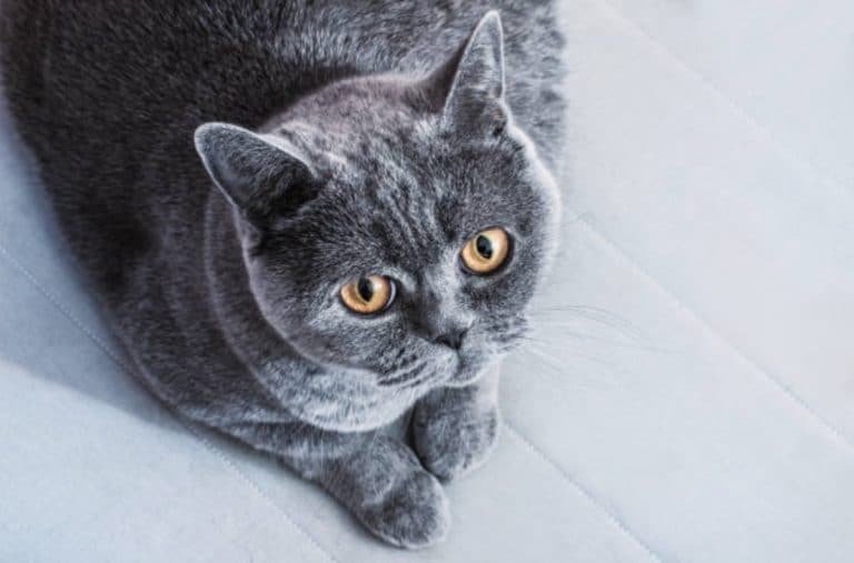 chat gris couché british shorthair