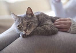 chat genoux câlin