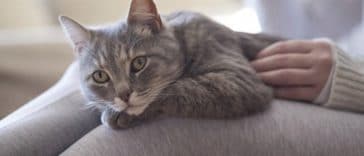 chat genoux câlin