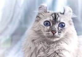 chat american curl