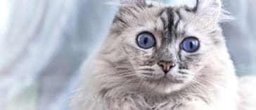 chat american curl