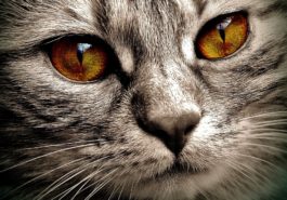 chat yeux regard portrait