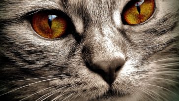 chat yeux regard portrait