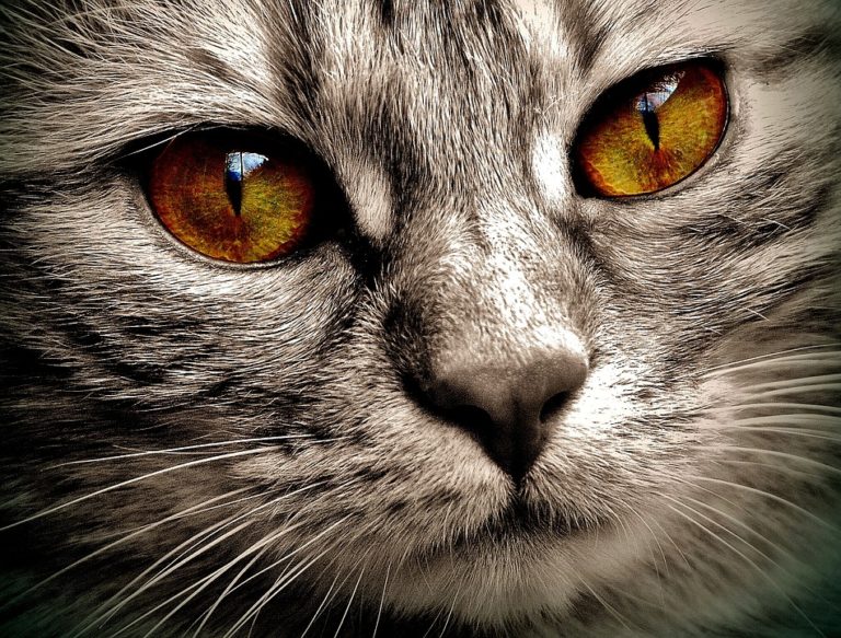 chat yeux regard portrait