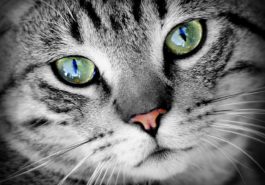 chat portrait yeux