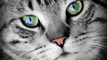 chat portrait yeux