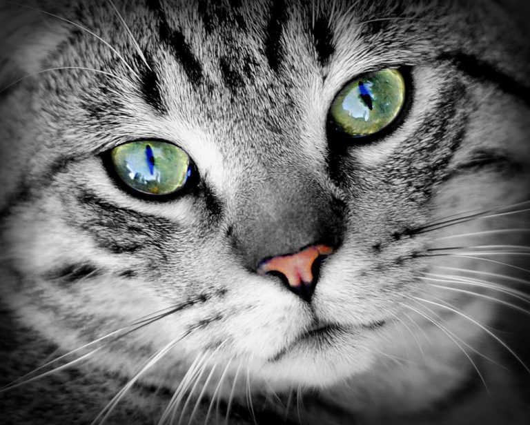 chat portrait yeux