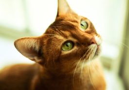 chat abyssin regard yeux verts soleil