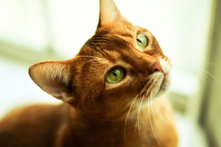 chat abyssin regard yeux verts soleil