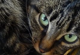 chat mau égyptien yeux regard