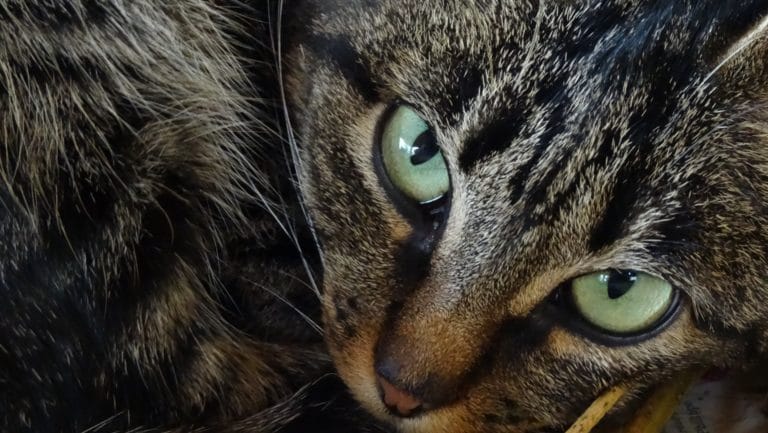 chat mau égyptien yeux regard