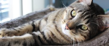 chat mau égyptien couché