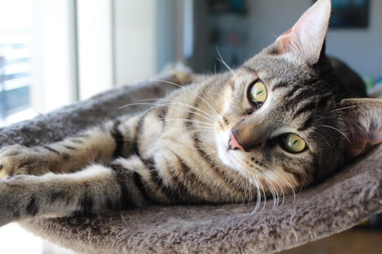 chat mau égyptien couché