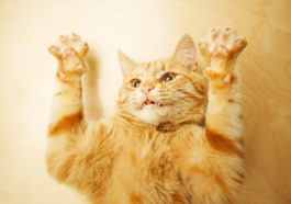 chat griffe