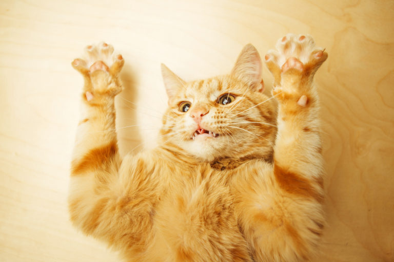 chat griffe