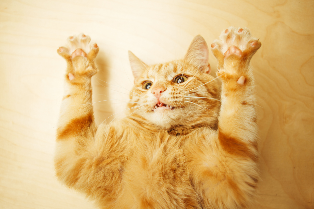 chat griffe