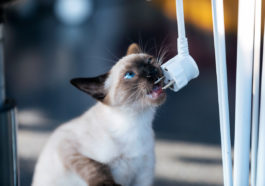chat mange prise électrique