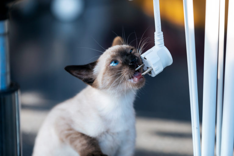 chat mange prise électrique
