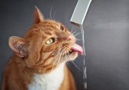 chat boit