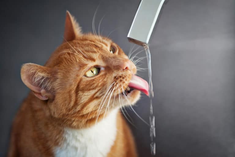 chat boit