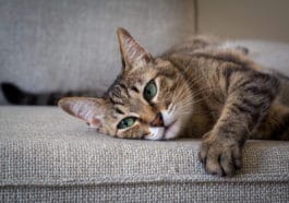 chat canapé