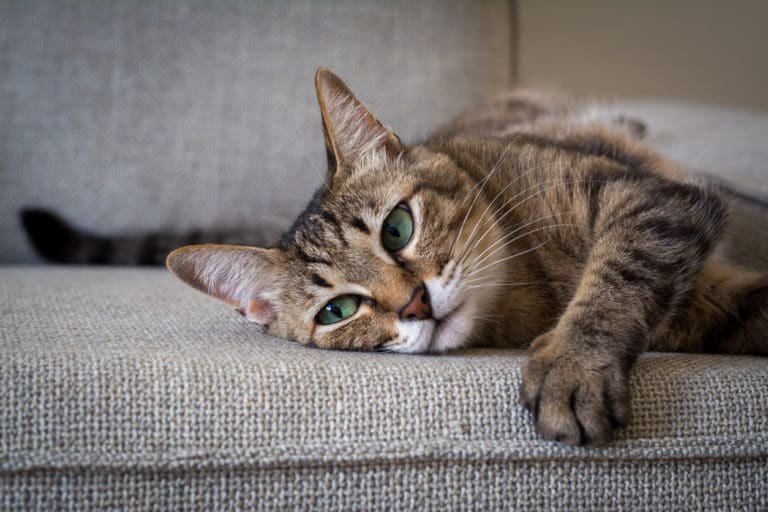 chat canapé