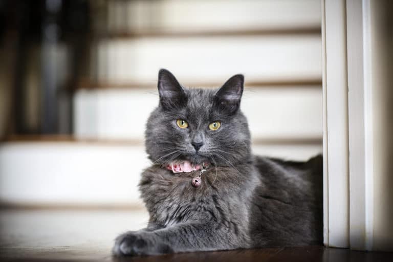 chat clochette