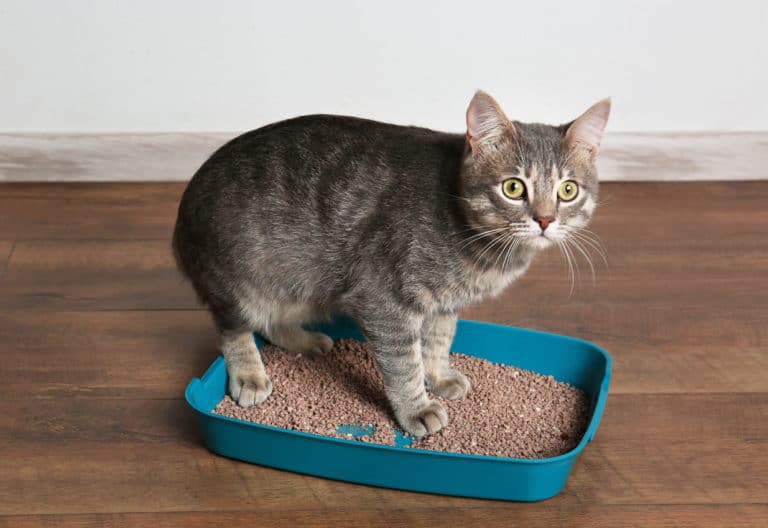 chat litière