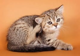 chaton gratte