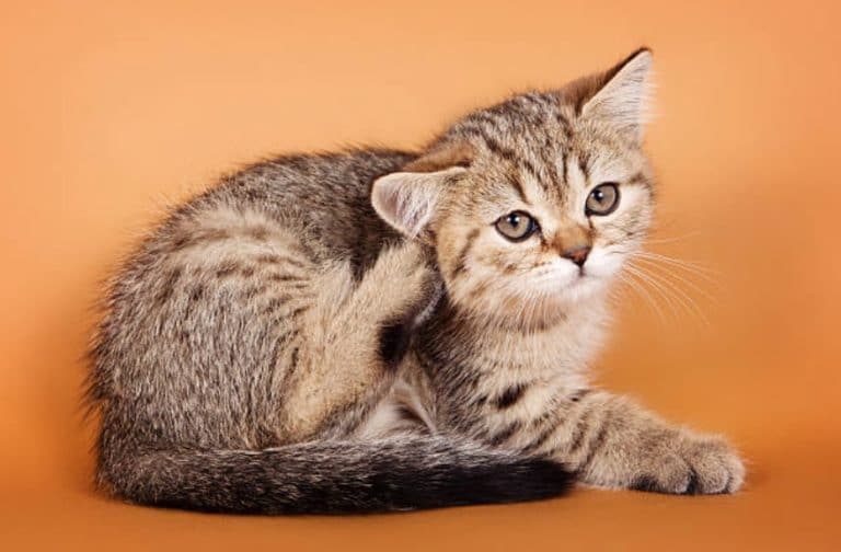chaton gratte