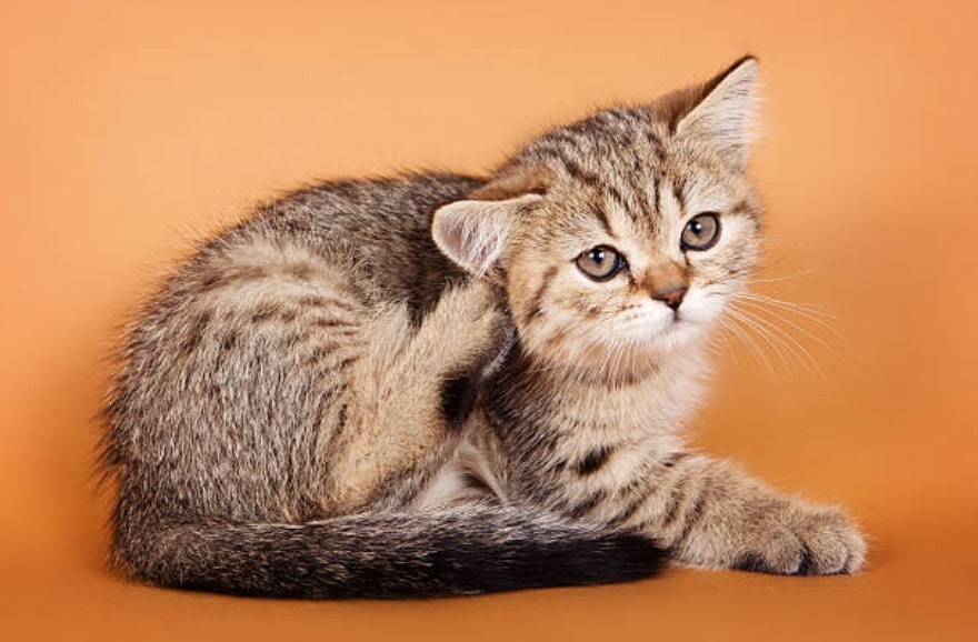 chaton gratte