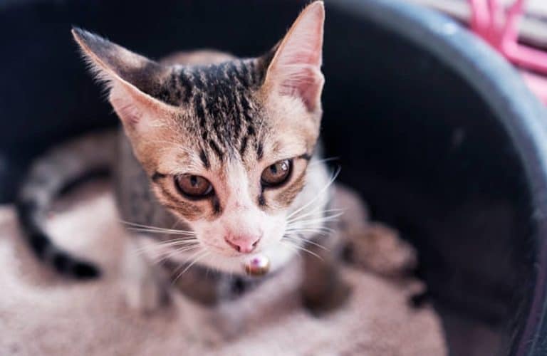 chat litière