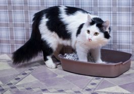 chat litière