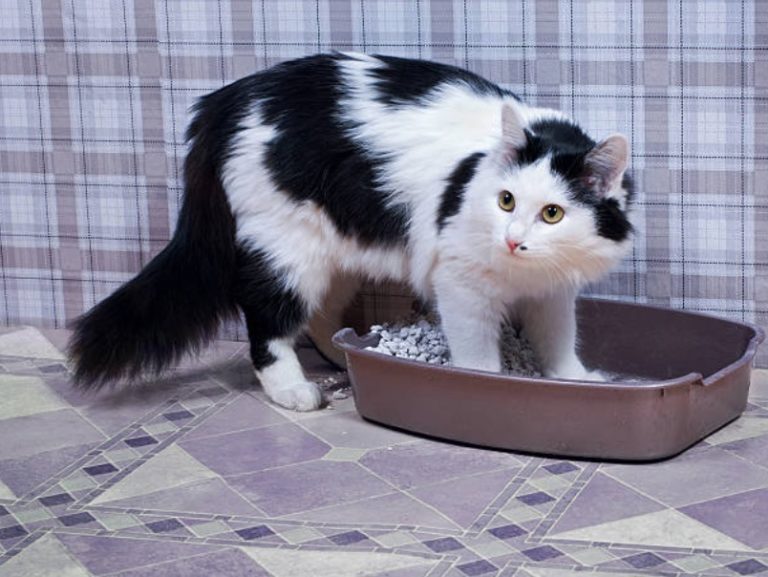 chat litière