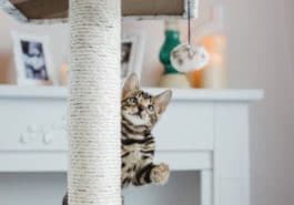 chat joue arbre à chat