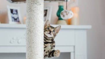 chat joue arbre à chat