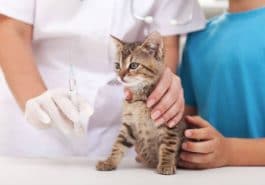 chaton vétérinaire vaccin