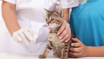 chaton vétérinaire vaccin