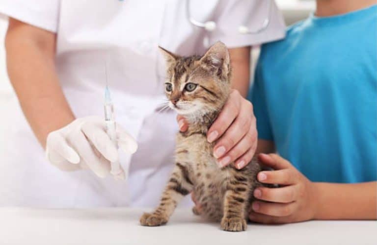 chaton vétérinaire vaccin