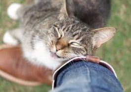 chat frotte jambe