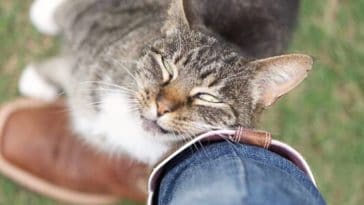 chat frotte jambe